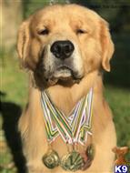 Meech available Golden Retriever puppy located in Madison