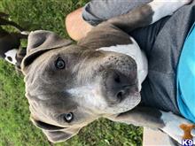 american pit bull puppy posted by Zeno5002