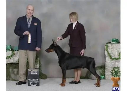 Zeus available Doberman Pinscher puppy located in CALGARY