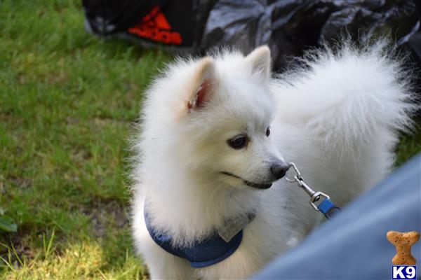 pomeranian stud fee pomeranian stud zeus 5 years pomeranian stud fee pomeranian stud zeus 5 years