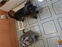 Chuy and Hershey available Miniature Schnauzer puppy located in LAKEWOOD