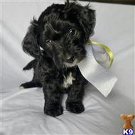 goldendoodles puppy posted by Zohner