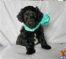 goldendoodles puppy posted by Zohner