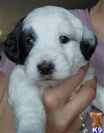 goldendoodles puppy posted by Zohner