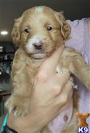goldendoodles puppy posted by Zohner