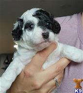 goldendoodles puppy posted by Zohner