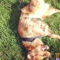 tie-co available Golden Retriever puppy located in BALTIMORE