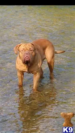 Dogue De Bordeaux