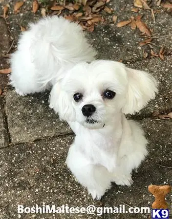 Maltese stud dog