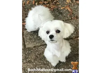 Maltese