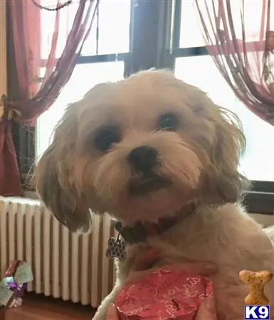 Shih Tzu female dog