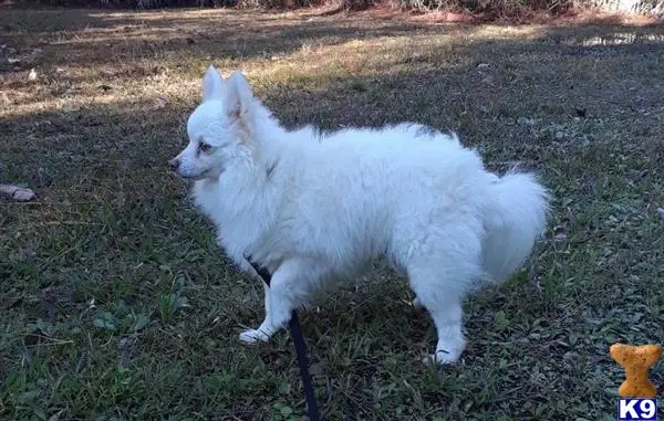 Pomeranian stud dog