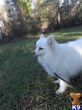 Pomeranian stud dog