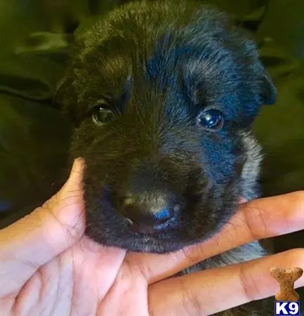 German Shepherd puppy for sale