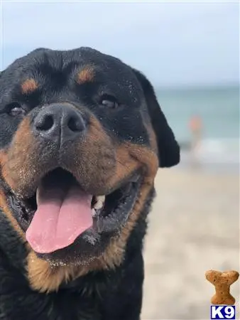 Rottweiler