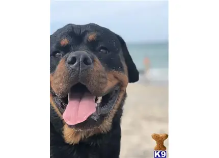 Rottweiler