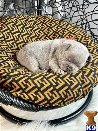 French Bulldog puppy for sale