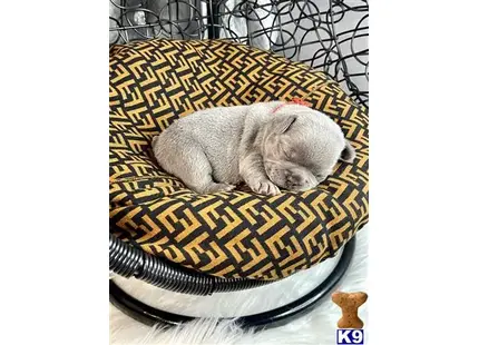 a cat sleeping on a bed