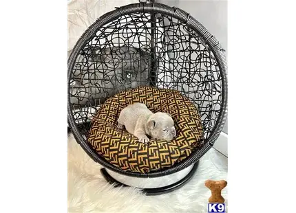 a mouse in a cage