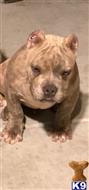 american pit bull puppy posted by a5saenz