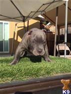 american pit bull puppy posted by a5saenz