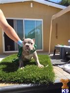 american pit bull puppy posted by a5saenz