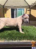american pit bull puppy posted by a5saenz