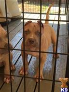 american pit bull puppy posted by a5saenz
