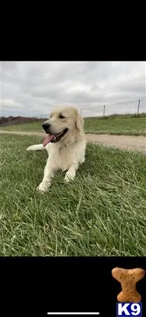 Golden Retriever stud dog