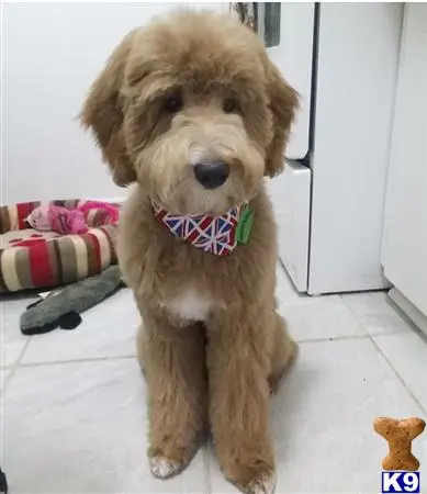 Goldendoodles stud dog