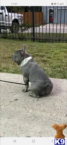 English Bulldog stud dog