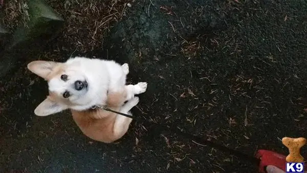 Pembroke Welsh Corgi stud dog