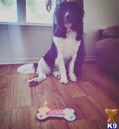 Newfoundland female dog