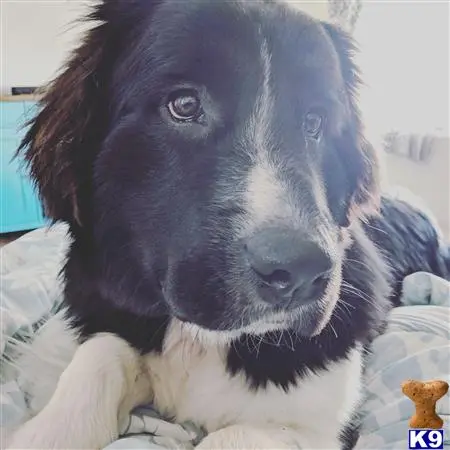 Newfoundland female dog