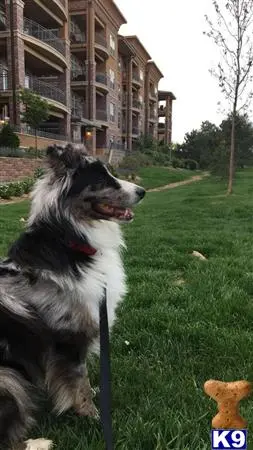 Australian Shepherd stud dog