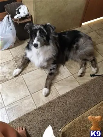 Australian Shepherd stud dog