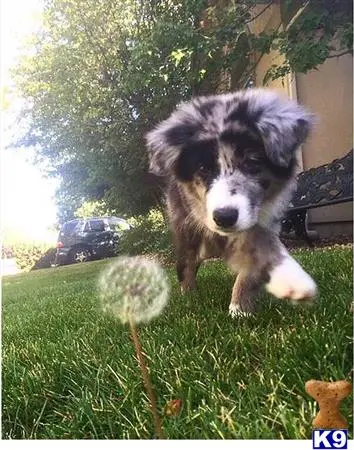 Australian Shepherd stud dog