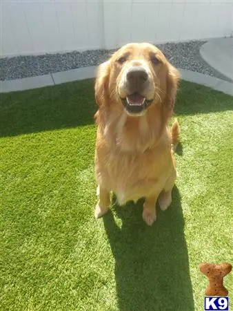 Golden Retriever stud dog