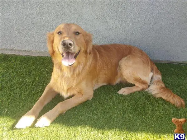 Golden Retriever stud dog