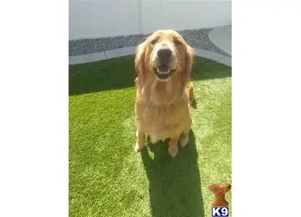 Golden Retriever