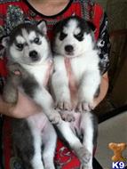 Siberian Husky