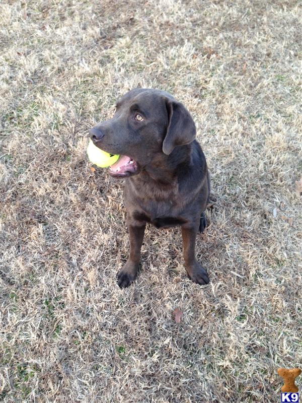 Labrador Retriever dog