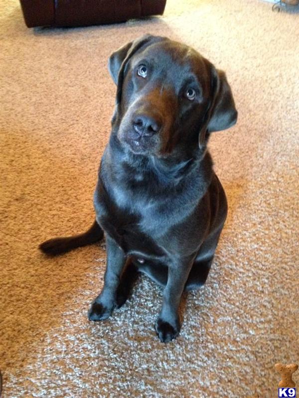 Labrador Retriever dog