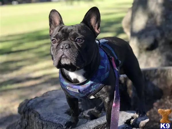 French Bulldog stud dog