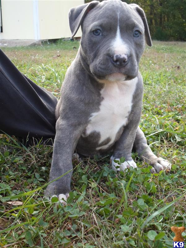 American Pit Bull