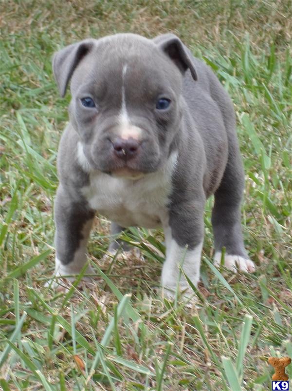 American Pit Bull