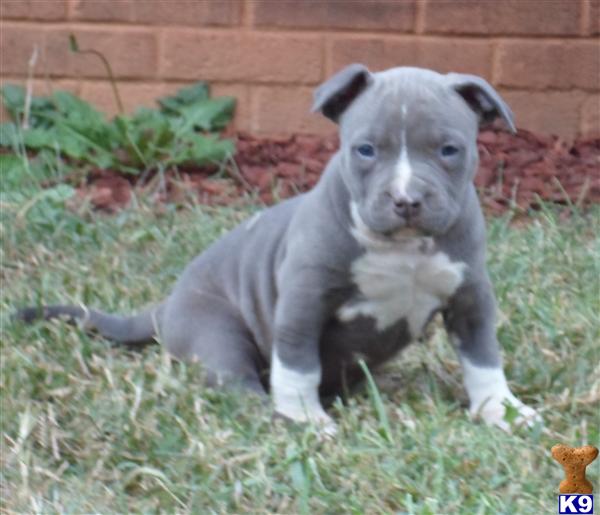 American Pit Bull