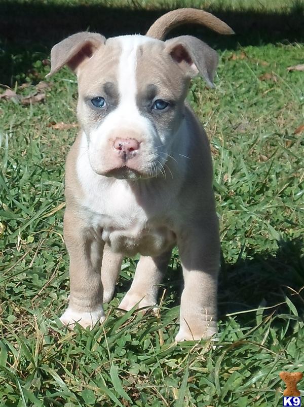 American Pit Bull