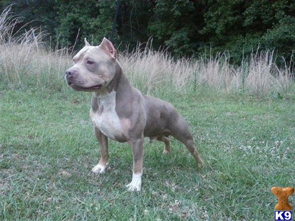 American Pit Bull stud dog