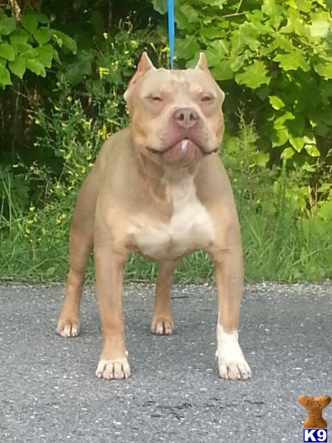 American Pit Bull stud dog